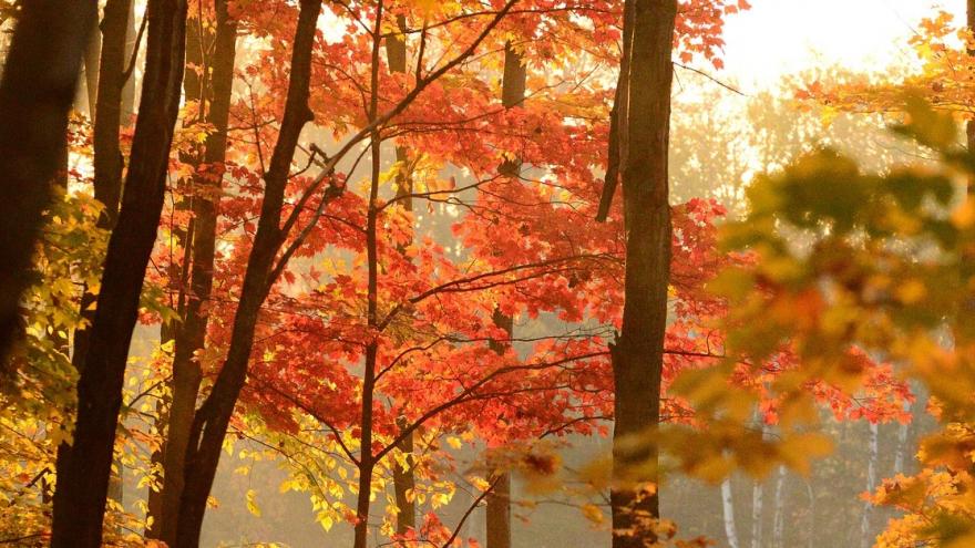 Foto Arboreto otoño