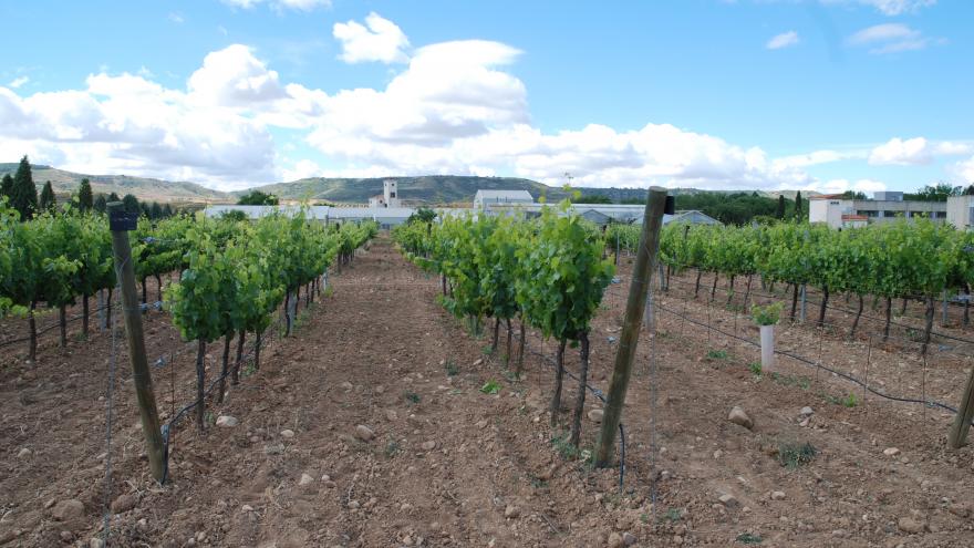 Campo de vides