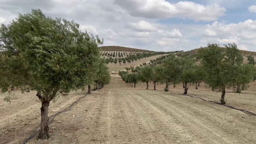 Campo con olivos