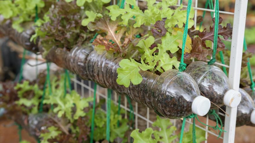 Cultivo de lechuga en botellas de plástico usadas, reutilizar concepto ecológico reciclado