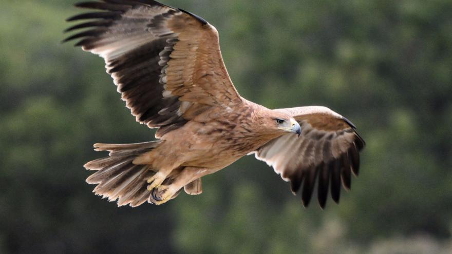 Águila Imperial Ibérica (Aquila adalberti C. L. Brehm)