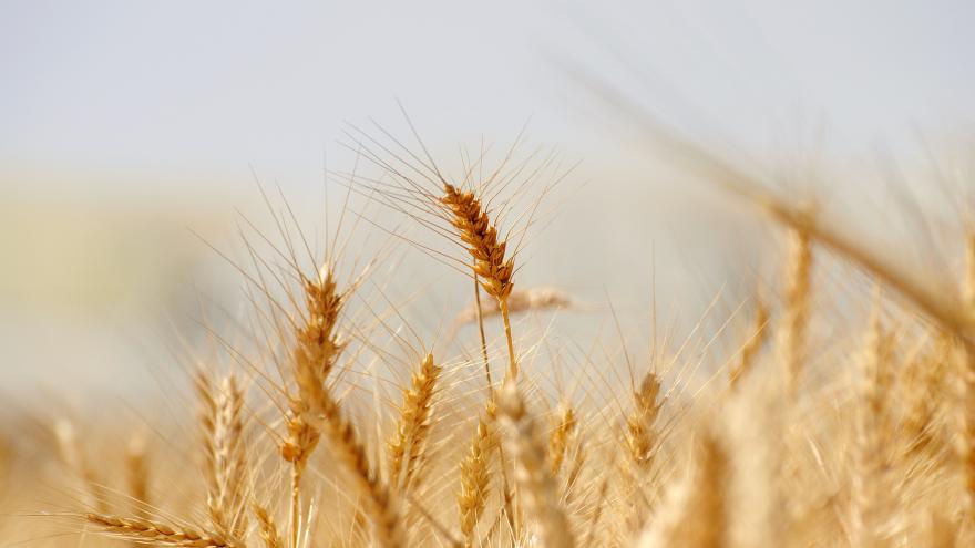 Imagen de un campo con espigas de trigo