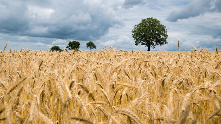 El cambio climático en el cultivo del cereal campo de trigo amarillo