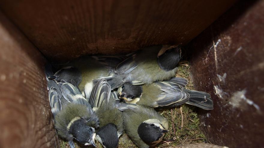 Crías de pájaro en caja nido