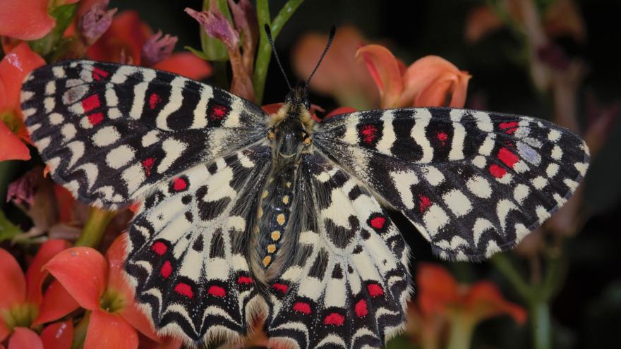 Mariposa Zerynthia rumina