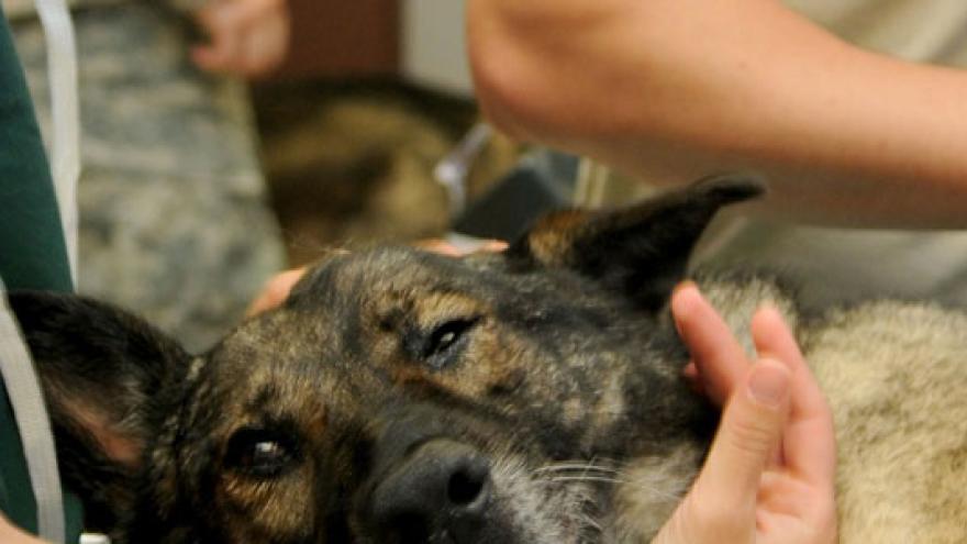 Perro en clínica veterinaria