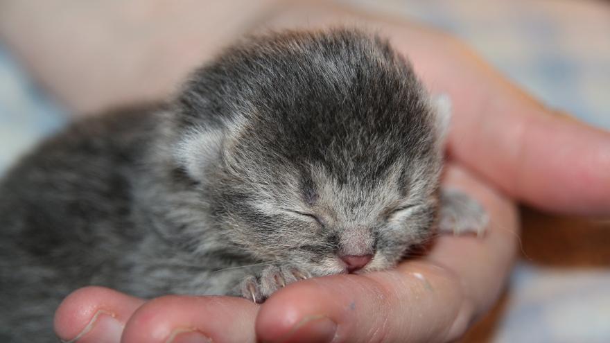 Veterinario sosteniendo a un gato en la mano