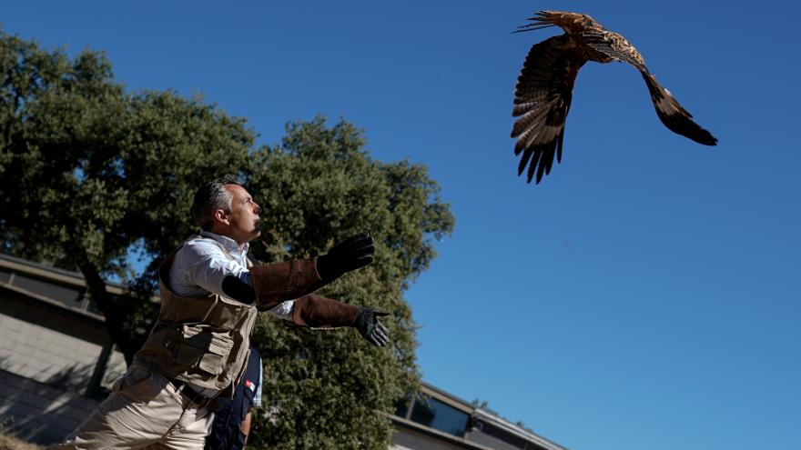 El consejero soltando libre un águila