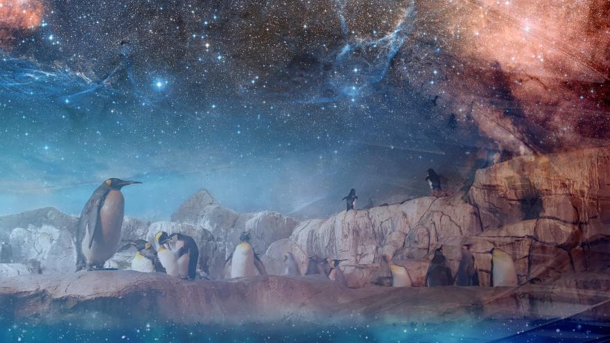 Grupo de pingüinos en torno a una roca y con cielo estrellado
