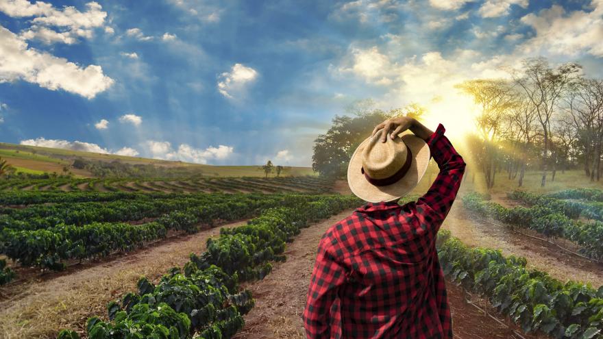 Agricultor con sombrero de paja de espaldas a surcos de viñedo