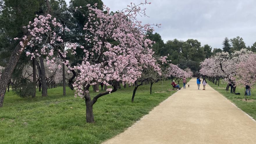 imagen de almendros en flor