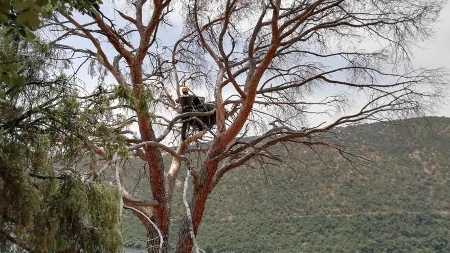 Agentes forestales