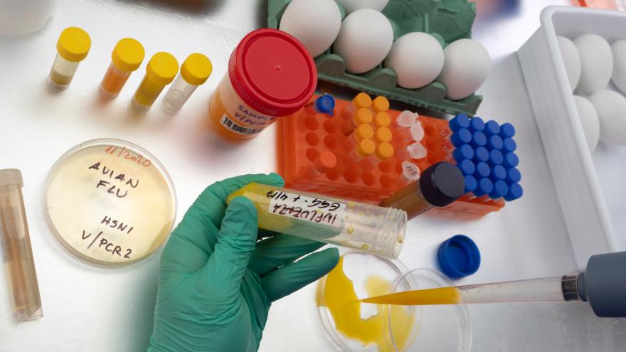 Un investigador observa tubos de ensayo con restos de gripe aviar