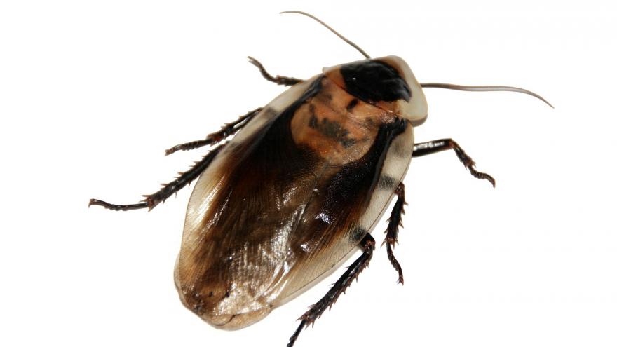 Otras cucarachas Imagen macro de otra cucaracha