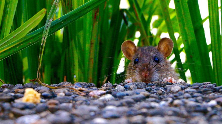 Rata Imagen macro de una rata