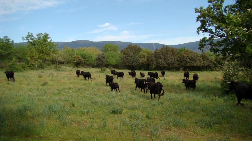 Vacas Raza Avileña Negra en campo