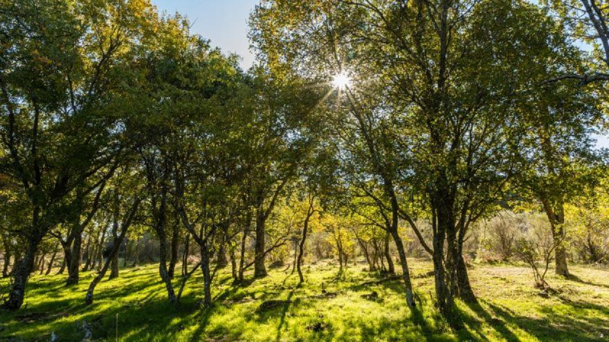 bosque soleado