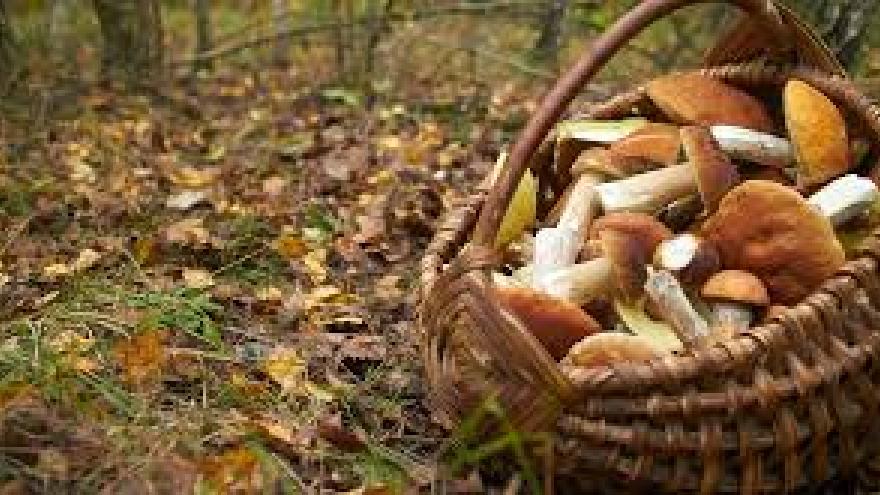 mushrooms