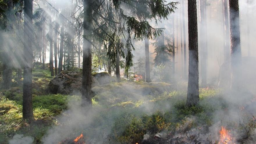 incendio forestal