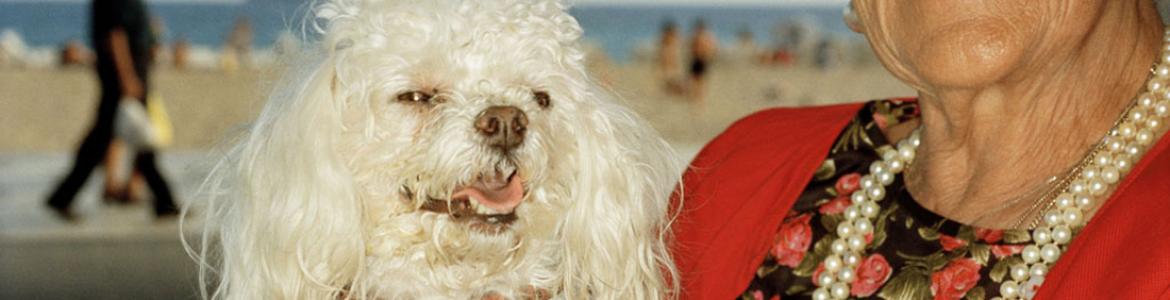 Caniche blanco en brazos de señora