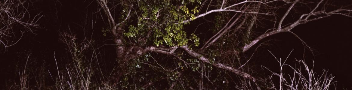 Fotografía de un bosque nocturno
