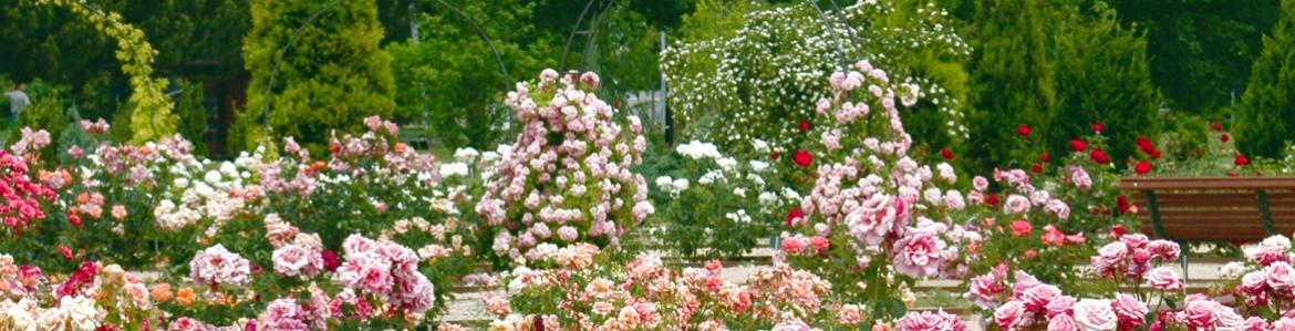 Real Jardín Botánico