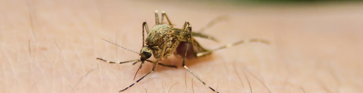 Mosquito