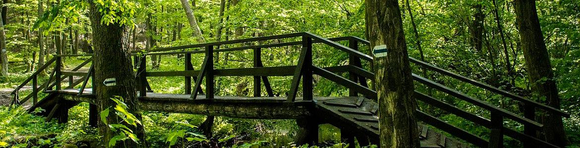 Puente de madera en el interior de un bosque