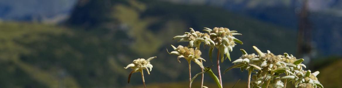 Fotografía de un paisaje de montaña con unas flores en primer plano