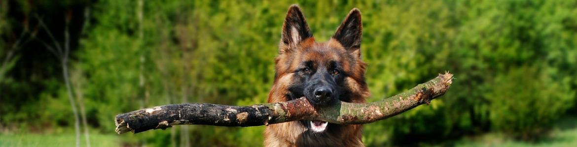 Perro grande mordiendo rama y cachorro