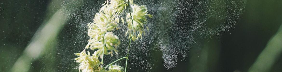 Contraluz de una gramínea soltando polen