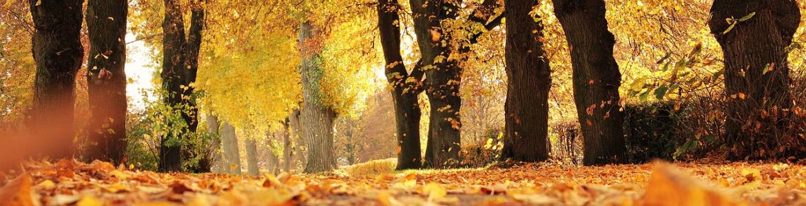 camino entre arboles en otoño