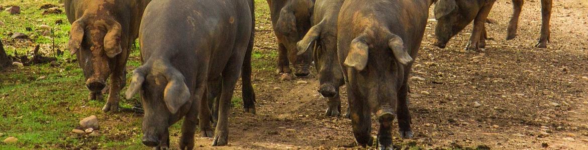 Cinco cerdos ibéricos hozando en una dehesa de encinas