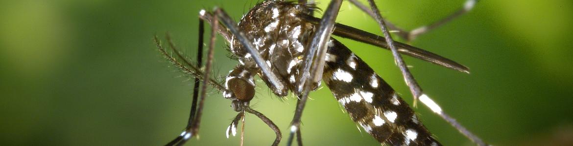 Mosquito tigre picando a una persona