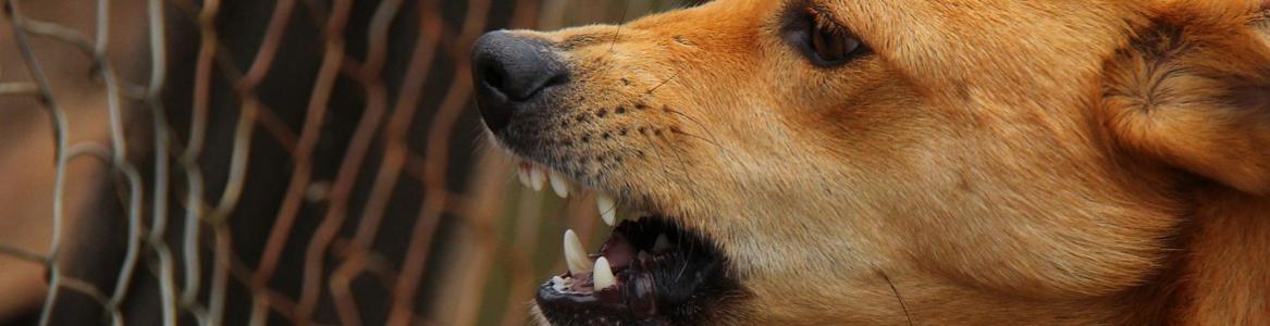 Perro rabioso enseñando los dientes frente a una valla metálica