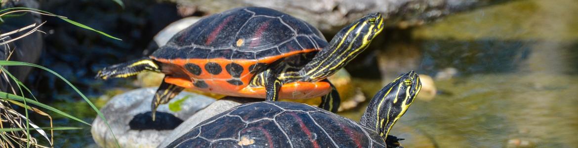 Dos tortugas de Florida en un estanque
