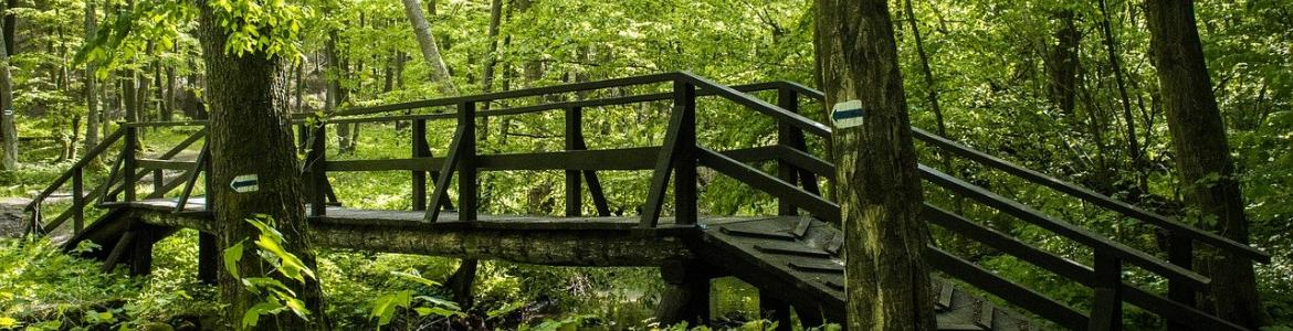 Bosque Verde