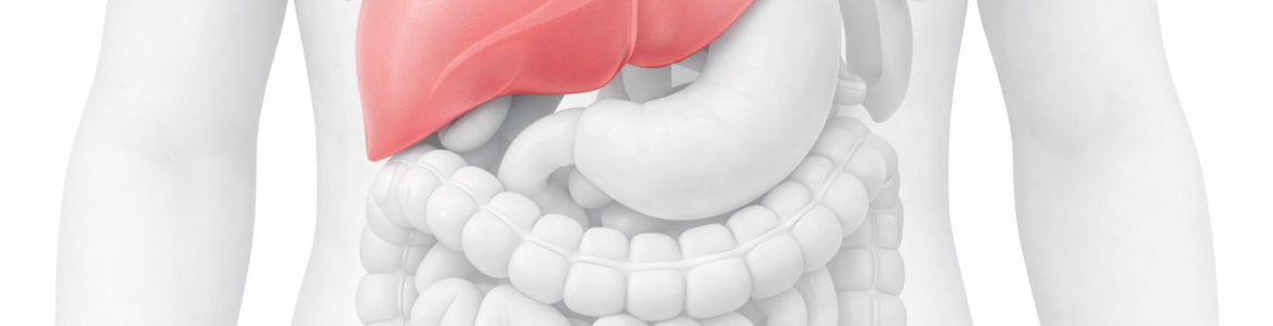 interior del cuerpo humano en gris con el hígado en color rojo