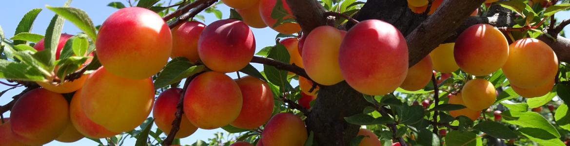 Primer plano de un ciruelo en la finca La Isla