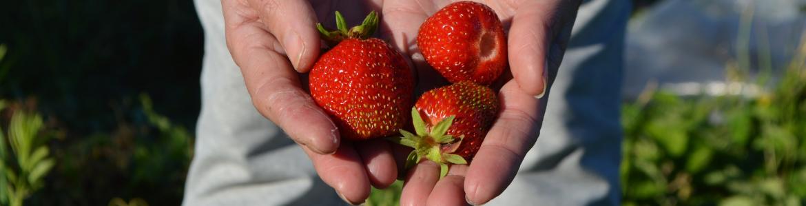 Unas manos de agricultor sostienen 3 fresas en un campo de fresas