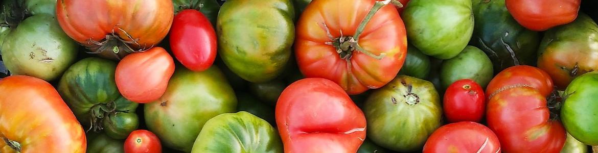 Tomates cesta de plástico con tomates verdes, rojos y sonrosados