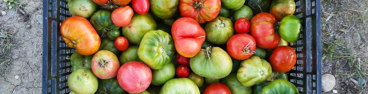 Foto tomates