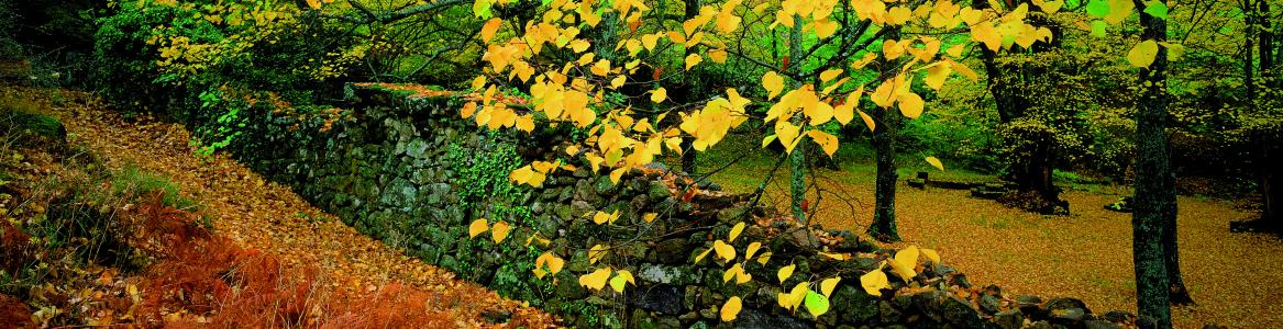 Espacios Naturales Protegidos. Pinar de Abantos y Bosque de la Herreria. Tilos en el castañar