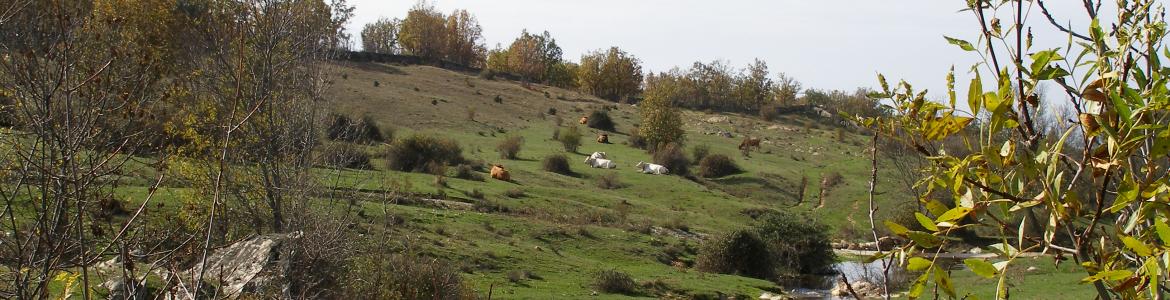 Reserva de la Biosfera Sierra del Rincón. Paisaje con vacas