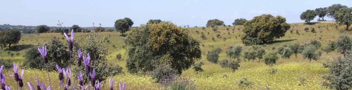 Parque Regional del curso medio del río Guadarrama y su entorno