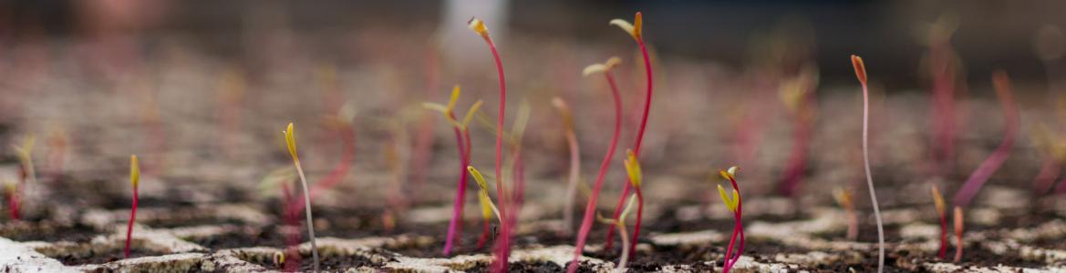 plantulas naciendo y al fondo siluetas de personas desenfocadas vestidas de azul