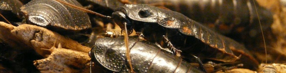 Varias cucarachas grandes sobre hojas