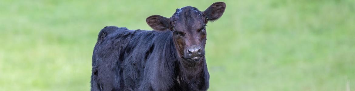 Imagen de una vaca