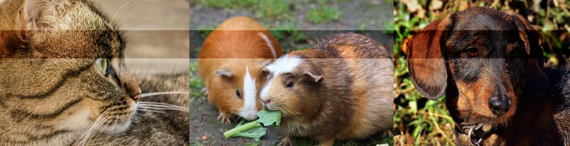Antes de adquirir un animal Antes de adquirir un animal