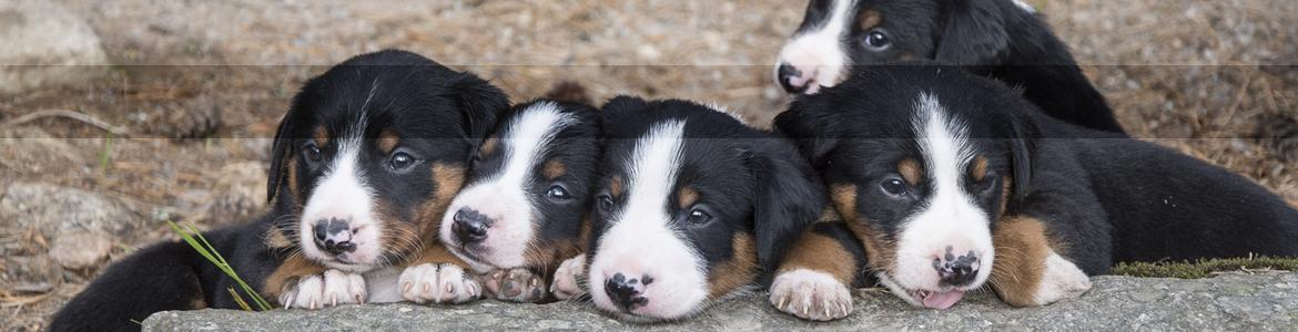 Esterilización Esterilización